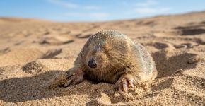 Esta pequena toupeira é completamente cega, “nada” por dentro da areia e possui pelos que podem brilhar em verde, roxo e dourado