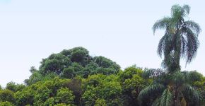 Agora é oficial: Prefeitura de São Paulo autoriza criação do Parque Municipal Augusta
