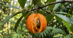 A fruta africana que tem cor de laranja queimado e sabor de damasco com manga e poucos conhecem