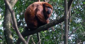 Conheça seis macacos que habitam o estado de São Paulo
