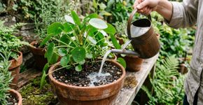 Folhas que os ratos detestam, dicas para repelir ratos com aromas naturais sem matar os animais