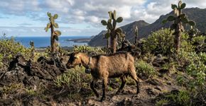 Em Galápagos, cabras foram utilizadas como rastreadoras para eliminar mais de 140.000 espécies invasoras. Anos depois, a vegetação e as aves começaram a se recuperar em três ilhas devastadas