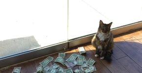 Gato gatuno gosta de ‘roubar’ dólares e dono dá tudo à caridade