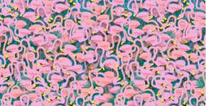 Desafio: você consegue achar a bailarina entre os flamingos?