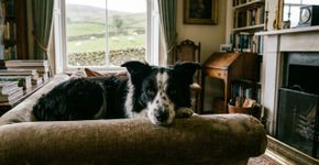 Nascido para pastorear ovelhas, mas escolheu outra vida: a de Border Collie que só quer ficar no sofá