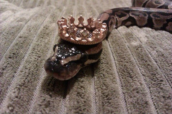 Internautas publicam fotos de cobras usando chapéu (Reprodução/Bored Panda)