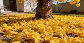 Esta árvore brasileira cobre o quintal com tapete dourado de pétalas durante a floração