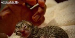 Família resgata filhote de felino, mas não era um simples gatinho