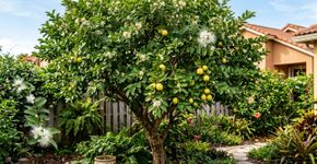 A árvore ideal para o lar: mantém suas folhas o ano todo, dá flores comestíveis e produz frutos aromáticos