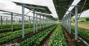 Fazenda do Colorado cultiva frutas vermelhas e ervas sob 3.276 painéis solares, e 4 anos de dados mostram que a sombra ajudou plantas a enfrentar a seca