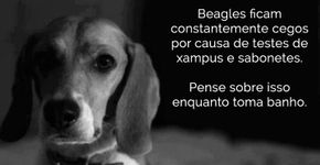 25 razões para ser contra testes em animais