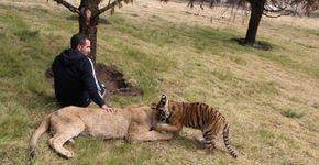 O homem que resgata felinos gigantes