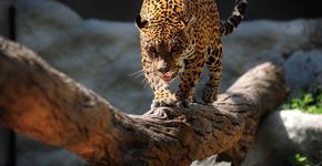 Panini lança álbum de figurinhas sobre a fauna em cada região do planeta