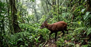Esse “unicórnio asiático” só foi apresentado à ciência em 1992 e continua tão raro que até fotografá lo na natureza é um acontecimento