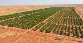A China plantou mais de 66 bilhões de árvores para combater a desertificação, e agora o sucesso de seu megaprojeto no Deserto de Taklamakan está criando um problema inesperado