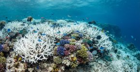 40 anos de monitoramento e quase 2 milhões de observações revelam a dimensão da perda dos recifes de coral: 14% da cobertura mundial desapareceu entre 2009 e 2018