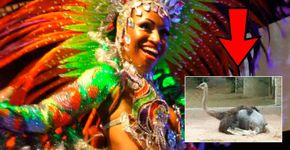 Petição pede fim do uso de penas e plumas nos desfiles de Carnaval