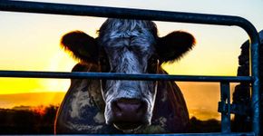 Conheça 10 filmes para veganos na Netflix e 4 menções honrosas