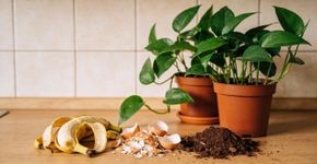 Todo mundo joga fora, mas para as suas plantas, é ouro puro e ninguém liga para isso