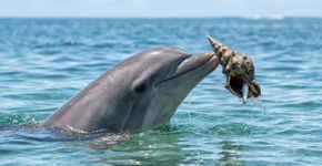 Cientistas filmam filhote de golfinho manipulando a mesma concha 3 minutos após a mãe: cena sugere que técnica de caça pode passar entre gerações