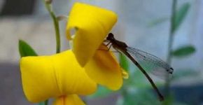 Flores eficientes no combate à dengue são plantadas em canteiros