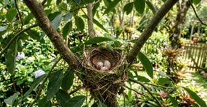 Se você encontrar ovos de bem-te-vi no seu jardim, nós lhe diremos o que isso significa e por que é algo especial