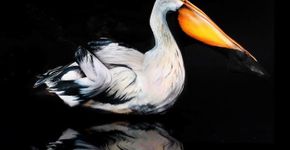 Artista de Body Painting transforma o corpo humano em obra de arte