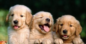 Família vende tudo para ajudar animais do DF