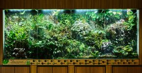 Foto: (real444/istock)