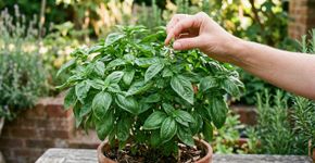 O manjericão começou a dar flores: beliscar as pontas mantém a planta mais cheia e prolonga a produção de folhas para colher