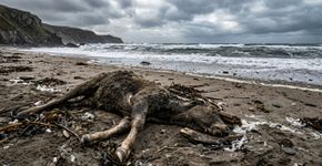 A carcaça de um animal não identificado foi encontrada na costa do Reino Unido