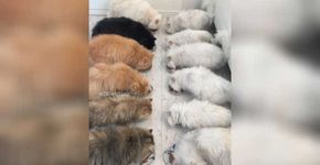 ‘A dama com 12 gatos’ faz sucesso com fotos de seus persas