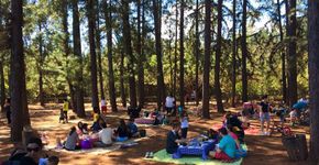 Restaurante em bosque funciona como piquenique permanente