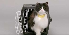 Existe uma coleira que transforma miados dos gatos em voz humana