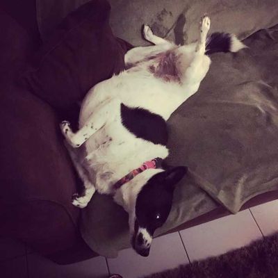 Veja alguns dos cães e gatos que já estão participando do #MostreABarriguinha!