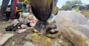 Vídeo registra a rotina de um cachorro abandonado em Mumbai