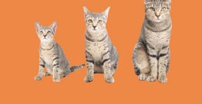 Idade do gato: saiba em qual fase da vida está o seu pet