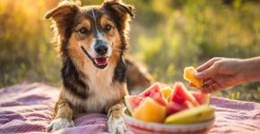 Quais frutas os cães podem comer? Responde especialista em bem-estar canino
