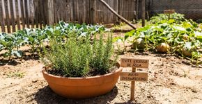 O alecrim aguenta quase tudo, mas é melhor não colocar ele perto desta planta: onde você deve cultivar no quintal e como aproveitar