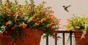 Eu plantei essa flor por 1 real e agora minha varanda dá inveja nos vizinhos