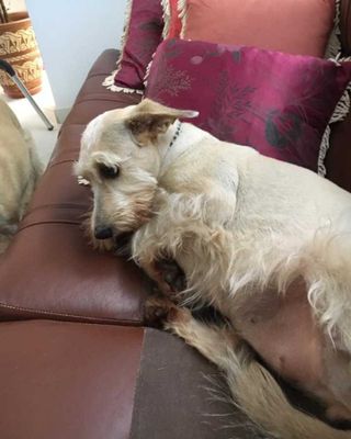 Veja alguns dos cães e gatos que já estão participando do #MostreABarriguinha!