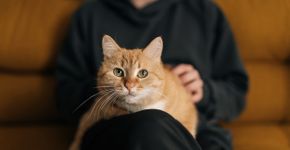 Foto: (dikushin/istock)