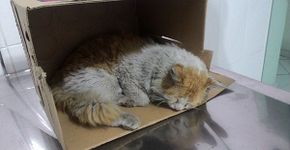 #AjudeGarfield arrecada doações para salvar gato atropelado