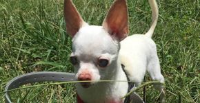 Família de cãozinho cego inventa acessório criativo para protegê-lo de acidentes