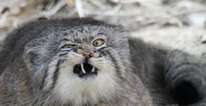 Conheça o gato mais expressivo do mundo