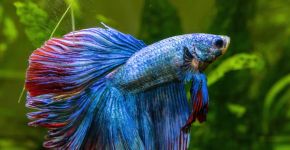 Da escolha do aquário à alimentação: 7 dicas para cuidar de peixe betta