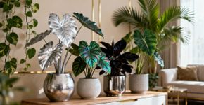 4 tipos mais populares de Alocasia: raras e únicas