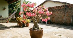 Conselhos importantes para famílias que cultivam rosa do deserto