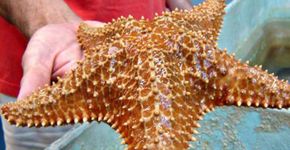 Centro de biologia marinha da USP tem visitas guiadas e gratuitas