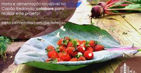 Projeto ‘Pé de Feijão’ usa o crowdfunding para montar horta colaborativa no Capão Redondo